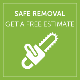 Get a Free Tree Removal Quote for Mesa AZ