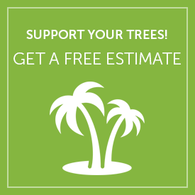 Get a Free Tree Cabling or Tree Bracing Estimate