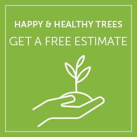 Get a Free Tree Consultation Quote